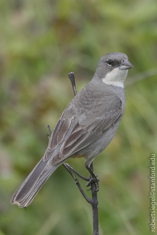 easter island finch